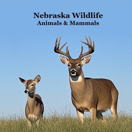Nebraska Animals and Mammals Kids Wildlife Book: Great Nebraska Animals book with Lifelike Images and Fun Facts (Paperback)