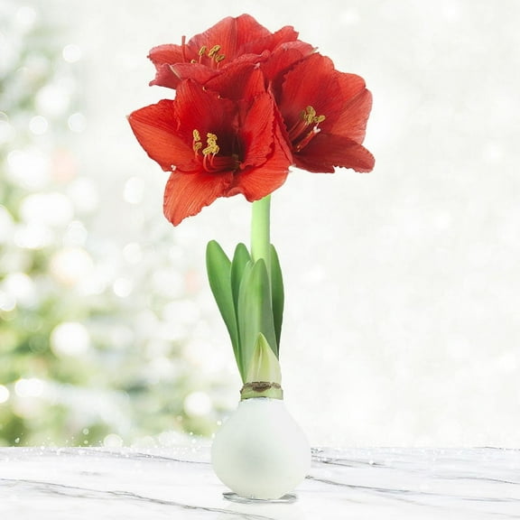 White Base Waxed Amaryllis Flower Bulb with Stand, No Water Needed