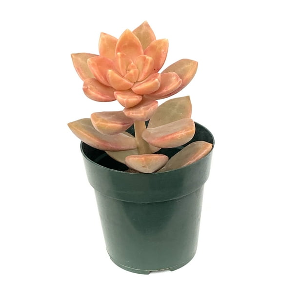California Sunset Succulents Graptosedum, 2.5" Pots