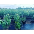 PAPAYA Tree Grafted 1.5-4 Feet Tall Tropical Tree From Miami Florida