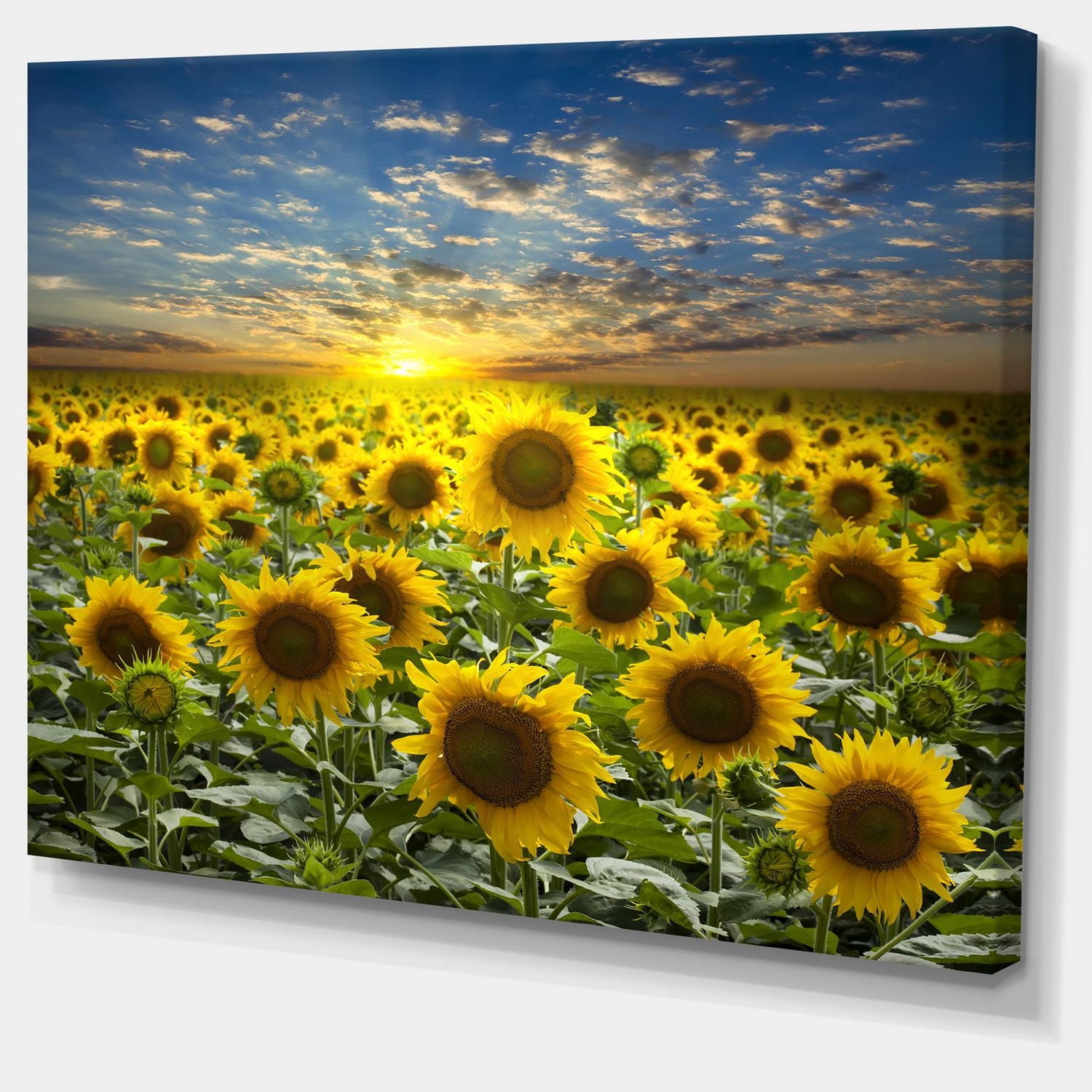 Designart Champ de tournesols en fleurs Art mural sur toile
