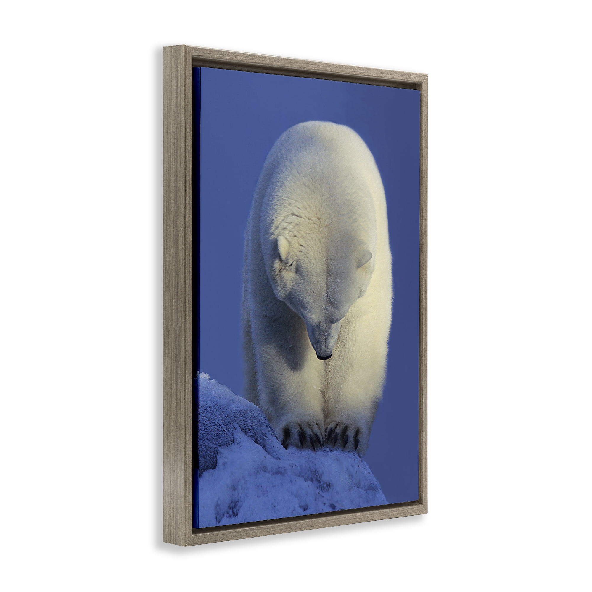 Stupell Industries Contemplation Polar Bear Animals Photography Brown Floater Framed Canvas Art Print Wall Art, 21 x 31