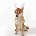 thumbnail image 3 of Easter Dog Headband – Bunny Rabbit Ears Costume, Hair Accessories for Photoshoots and Cosplay Parties, 3 of 8