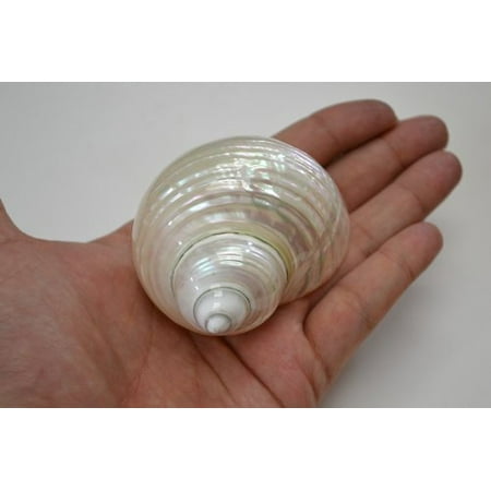 Pearl Turbo Shells (Polished White Pearl Jade Turbo Hermit Crab Sea Shell 2