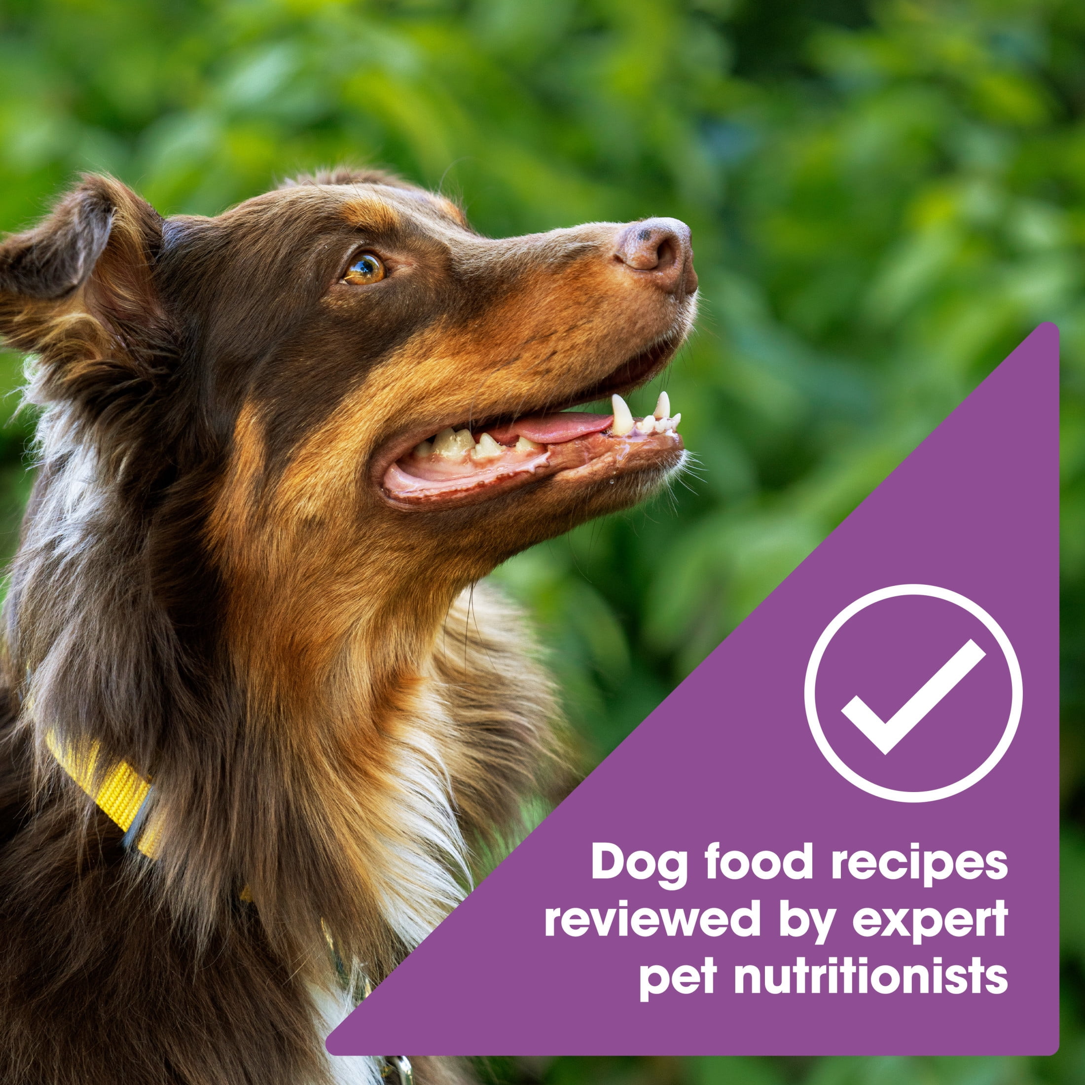 Nature's Recipe Lamb, Barley & Brown Rice Adult Dry Dog Food, 24 lb Bag