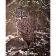 thumbnail image 3 of PHBurchett 15x18 Black Modern Framed Museum Art Print Titled - Owl in the Snow I, 3 of 5