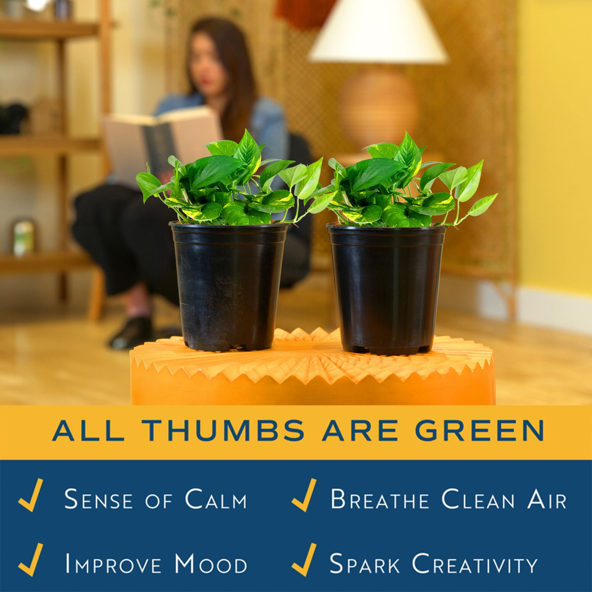 Costa Farms 12" Pothos Grower's Choice Live Plants in 5" Grower Pot (2 Count)