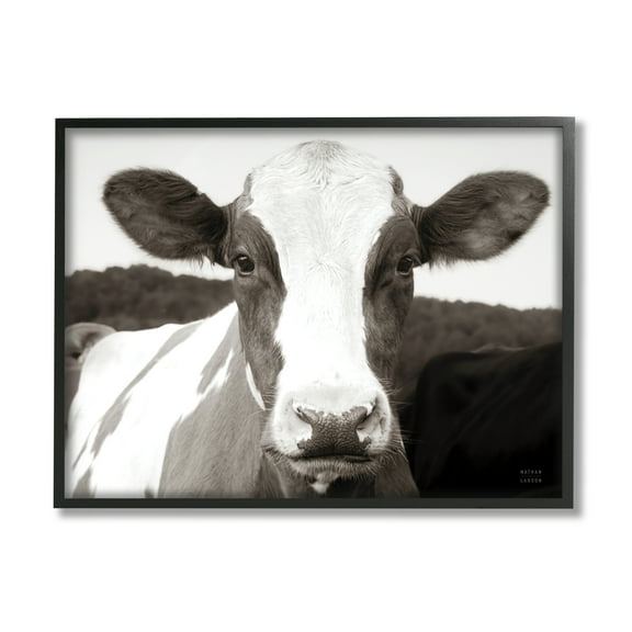 Stupell Industries Cow Portrait Farm Landscape Animals & Insects Photography Black Framed Art Print Wall Art, 14 x 11