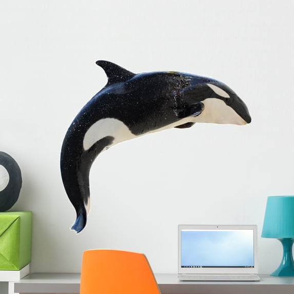 Leaping Killer Whale Orcinus Wall Decal by Wallmonkeys Peel and Stick Graphic (24 in W x 22 in H) WM282274