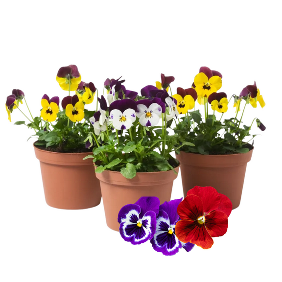 2 Assorted Colors Pansy Plants Live in Pot, Fragrant Blooming Pansies Flower Plants, 35 inch Height