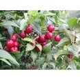 thumbnail image 2 of Joel Bush Cherry Plant - Red Cherry Fruit in Late Summer -3.25" Pot, 2 of 4