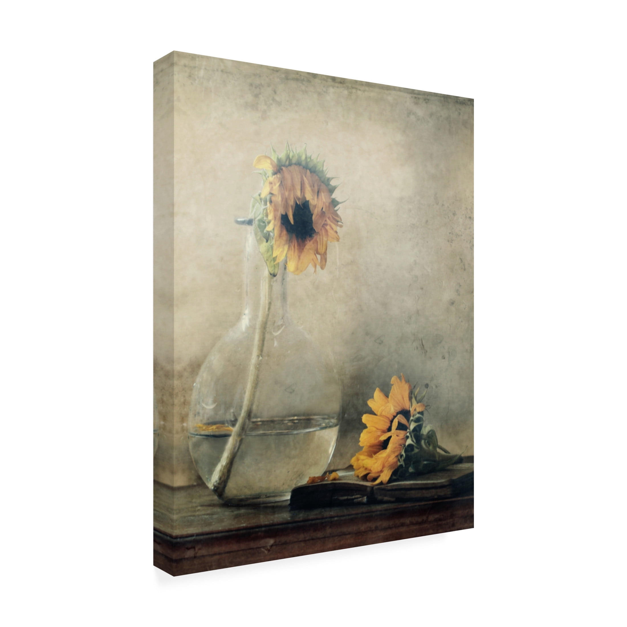 Canvas Wall Art - Delphine Devos 'Before I Wilt ' Wall Art for Living Room, Bedroom, or Office Décor by Trademark Fine Art - 35 x 47 Inches
