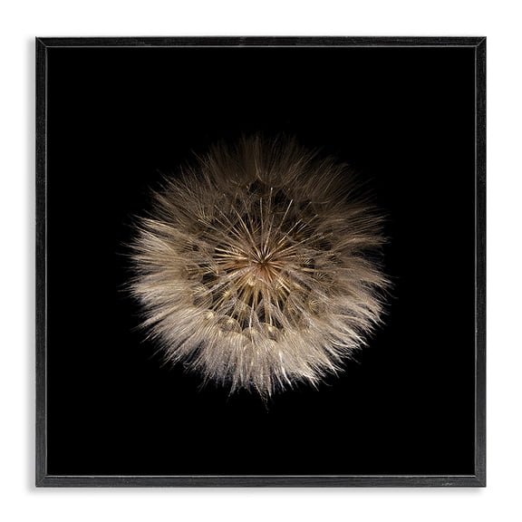 Stupell Industries Wispy Dandelion on Black Black Framed Giclee Art, design by Beth Adoette