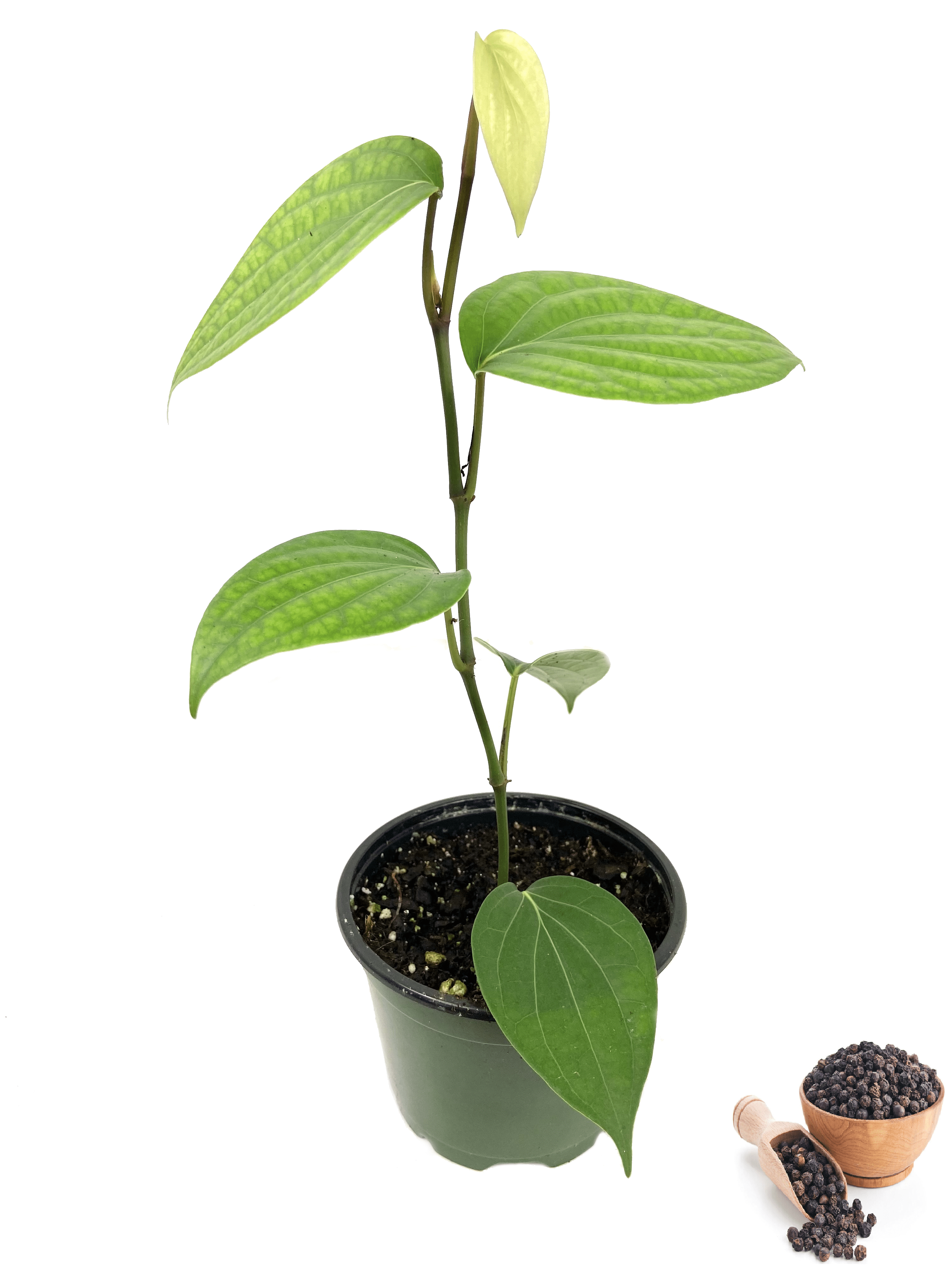 Black Pepper Plant Live Vine in a 4 inch Grower's Pot Piper Nigrum