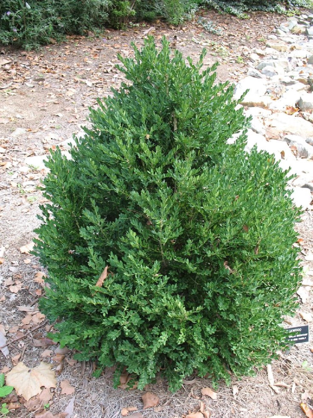 Green Mountain Boxwood Evergreen Live Shrub in 3-Gallon Grower Pot