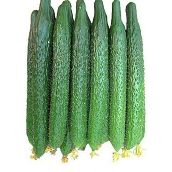 Non GMO Garden Seeds Oriental Chinese Cucumber Seeds for Planting Vegetables Seeds, Asian Suyo Style Cucumber Plant Seeds (11ct Cucumber Seeds-Chinese Long Hybrid)
