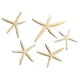 thumbnail image 4 of Dekaim-decoración De Estrella De Mar Para Pecera, Conjunto De Adorno De Estrella De Mar único Y Hermoso Para Acuario En Casa, Marco De Fotos Artesanal, Carillón De Viento(17.00 * 12.00 * 2.00cm), 4 of 12