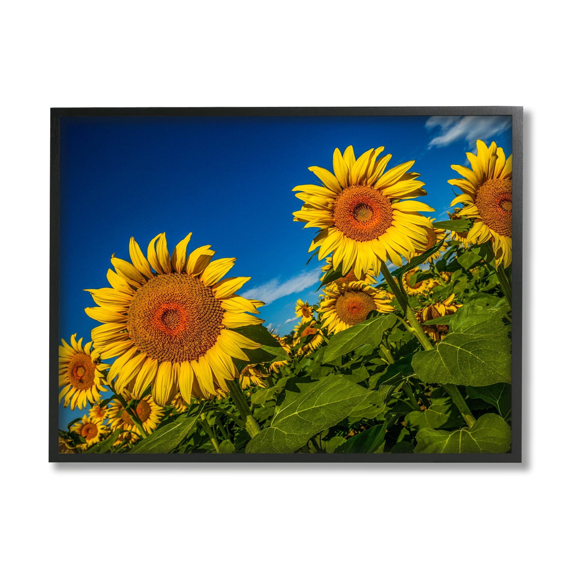 Stupell Industries Gorgeous Sunflower Field Summery Blue Clouds Sky Photograph Black Framed Art Print Wall Art, Design by Steve Smith