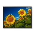 thumbnail image 4 of Stupell Industries Gorgeous Sunflower Field Summery Blue Clouds Sky Photograph Black Framed Art Print Wall Art, Design by Steve Smith, 4 of 5