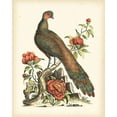 thumbnail image 2 of Edwards, George 12x14 Black Ornate Wood Framed with Double Matting Museum Art Print Titled - Regal Pheasants III, 2 of 4