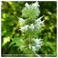 thumbnail image 2 of Everwilde Farms - 1 lb Hairy Wood Mint Native Wildflower Seeds - Gold Vault Bulk Seed Packet, 2 of 3