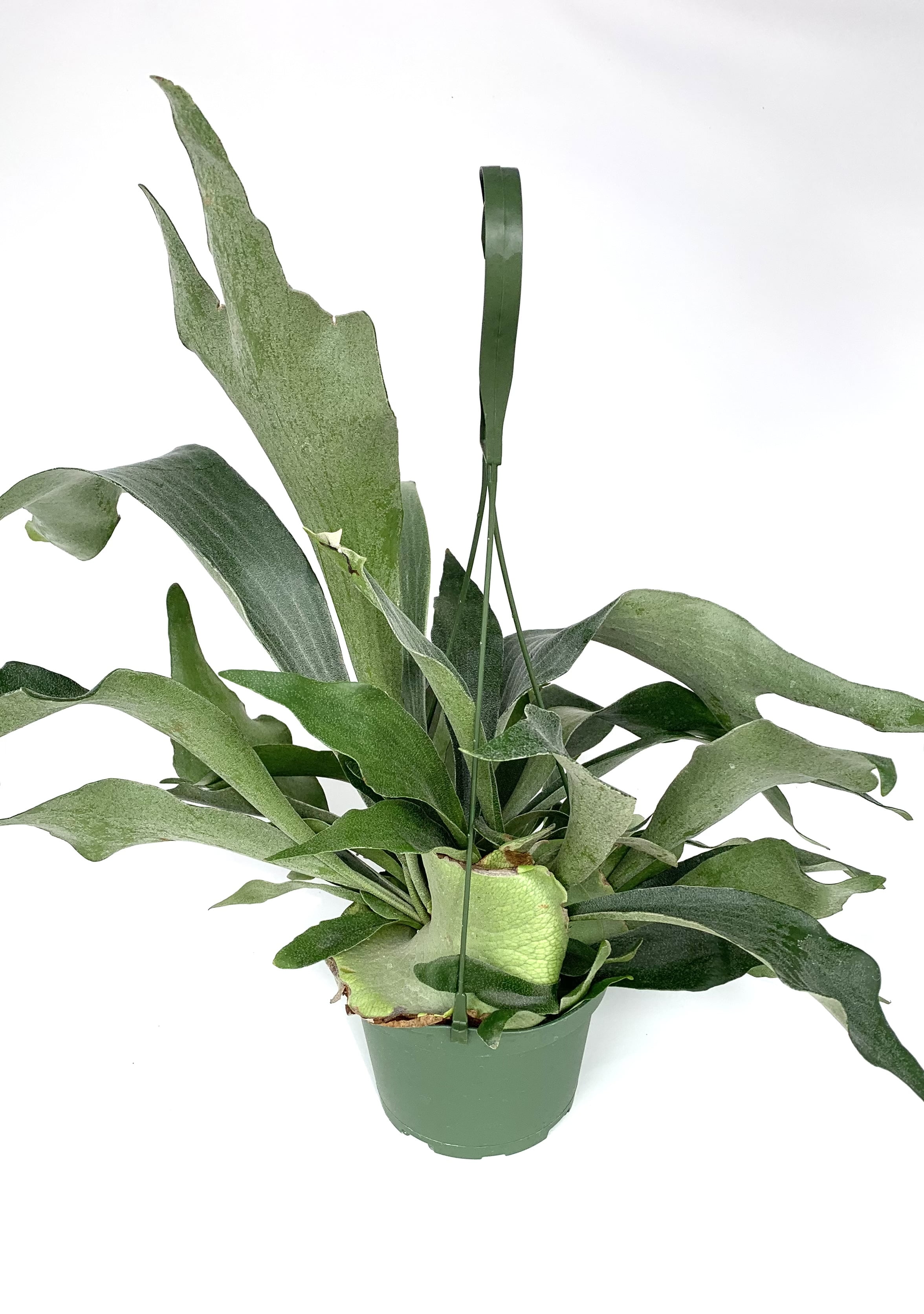 Green Staghorn Fern Live Plants in 6" Hanging Pot