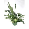 thumbnail image 3 of Green Staghorn Fern Live Plants in 6" Hanging Pot, 3 of 3