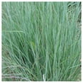 thumbnail image 3 of Everwilde Farms - 1000 Little Bluestem Native Grass Seeds - Gold Vault Jumbo Bulk Seed Packet, 3 of 5