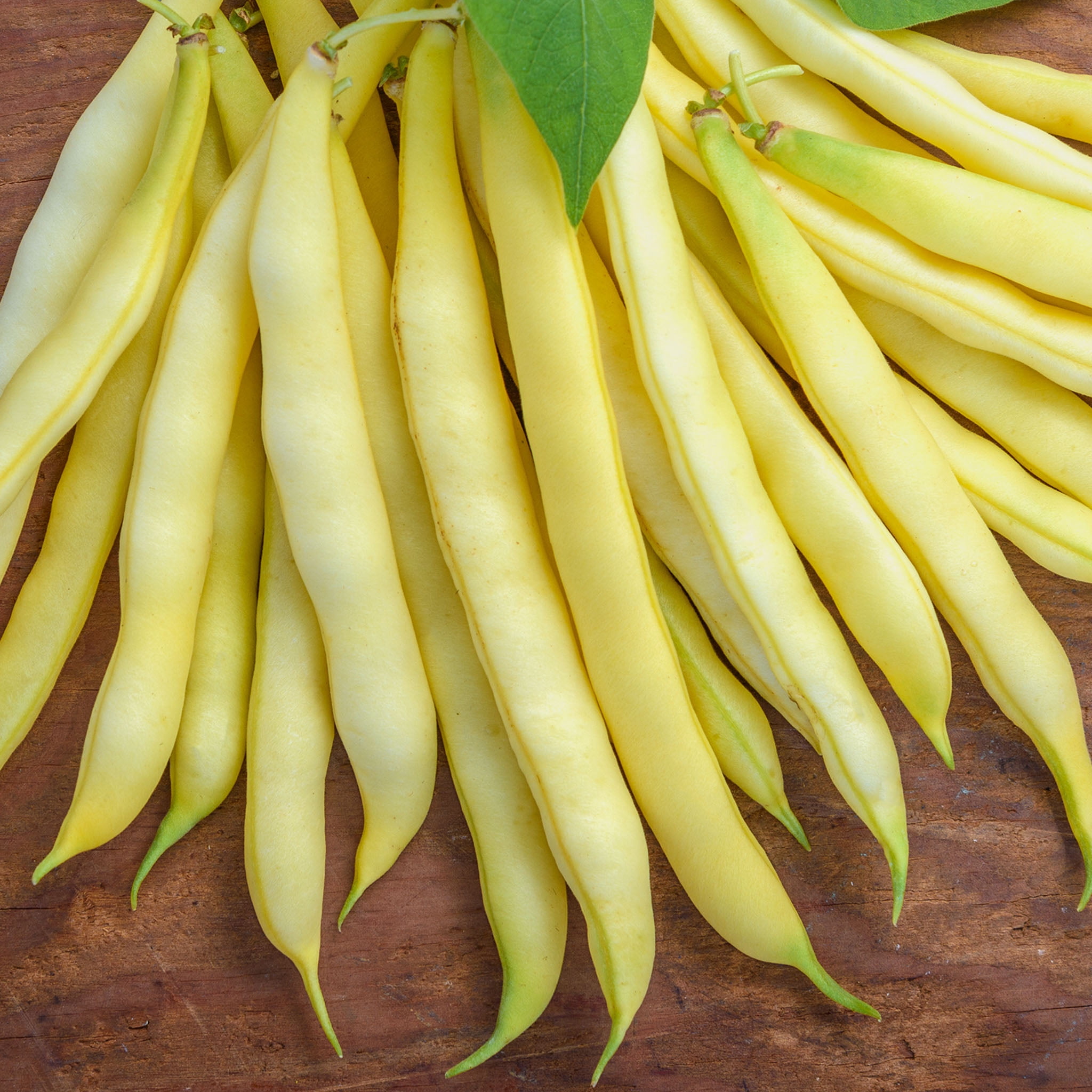 Burpee Organic Golden Wax Improved Bush Bean