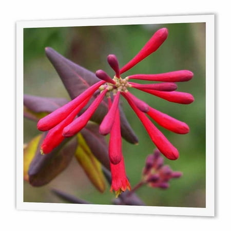 3dRose Trumpet Honeysuckle - flower, hanimeli, honeysuckle, lonicera, lonicera sempervirens, pink, plant, Iron On Heat Transfer, 10 by 10-inch, For White Material