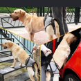thumbnail image 2 of tredstone Dog Lifting Support Harness Auxiliary Belt Dog Sling for Back Legs Portable XL, 2 of 9