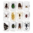 thumbnail image 4 of 12 piezas de animales reales en resina, clase de enseñanza, capacidad de observación, colección, accesorio de enseñanza para niños, educación escolar, 4 of 9