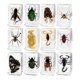thumbnail image 4 of Juguetes de Animales de Resina de 12 Piezas para Enseñanza, Curiosidad, Juguetes Educativos, Juguetes de Ciencia Y Naturaleza para Entusiastas de La E, 4 of 9