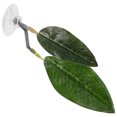 thumbnail image 1 of Shisuyan Betta Spawning Leaf Green Plastic For Betta Fish Resting 1Pack, 1 of 9