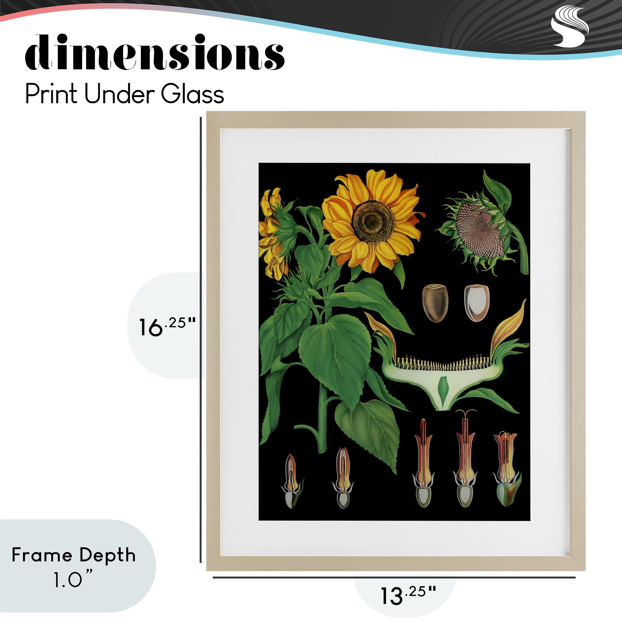 Stupell Industries Sunflower Bulb Illustrations Birch Framed Print Under Glass, design by Vintage Hustle