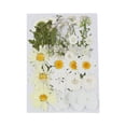 thumbnail image 4 of Flores secas prensadas Flores secas Hojas prensadas coloridas Flor real para bricolaje de resina, fabricación de papel, fabricación de velas, fabricación de tarjetas Estilo G, 4 of 8