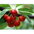 Garden Plant Seeds Fruit Tree Seeds Cherry Tree Seeds 20+ Fresh Rainier