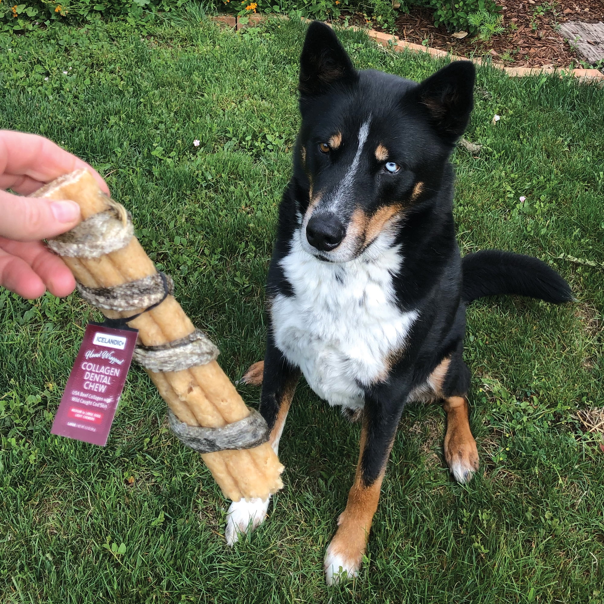 Icelandic+ Collagen Dental Chew: Beef & Cod Skin - 18 Pack - 8" Dog Treat Stick, Hand-Wrapped Fish, 2 Ingredient Pet Snack, Dental Rawhide Alternative