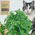 thumbnail image 2 of 1~10PCS Natural Premium Catnip Cattle Grass Interactive Cat Non-toxic 10g Menthol Flavor Funny Cat Supplies Keep Pet Health Cat, 2 of 5