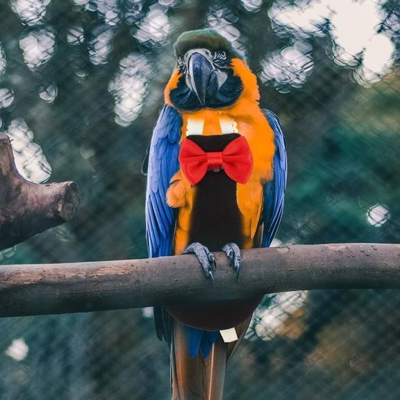 Soimiss Washable Reusable Black Bird Diaper Suit with Bow for Pet Parrot Flight Skin Friendly Durable