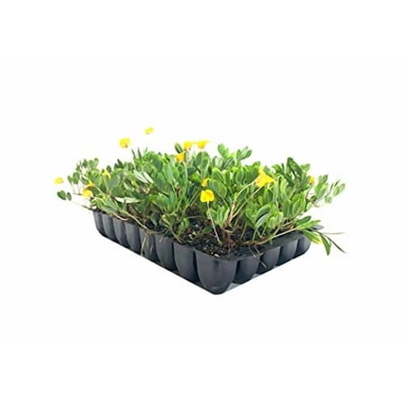 EcoTurf Perennial Peanut Grass - 3 Live Plants - Arachis Glabrata - Drought Tolerant Low Maintenance Ground Cover