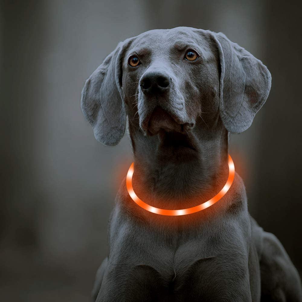 Are Led Lights Bad For Dogs Eyes