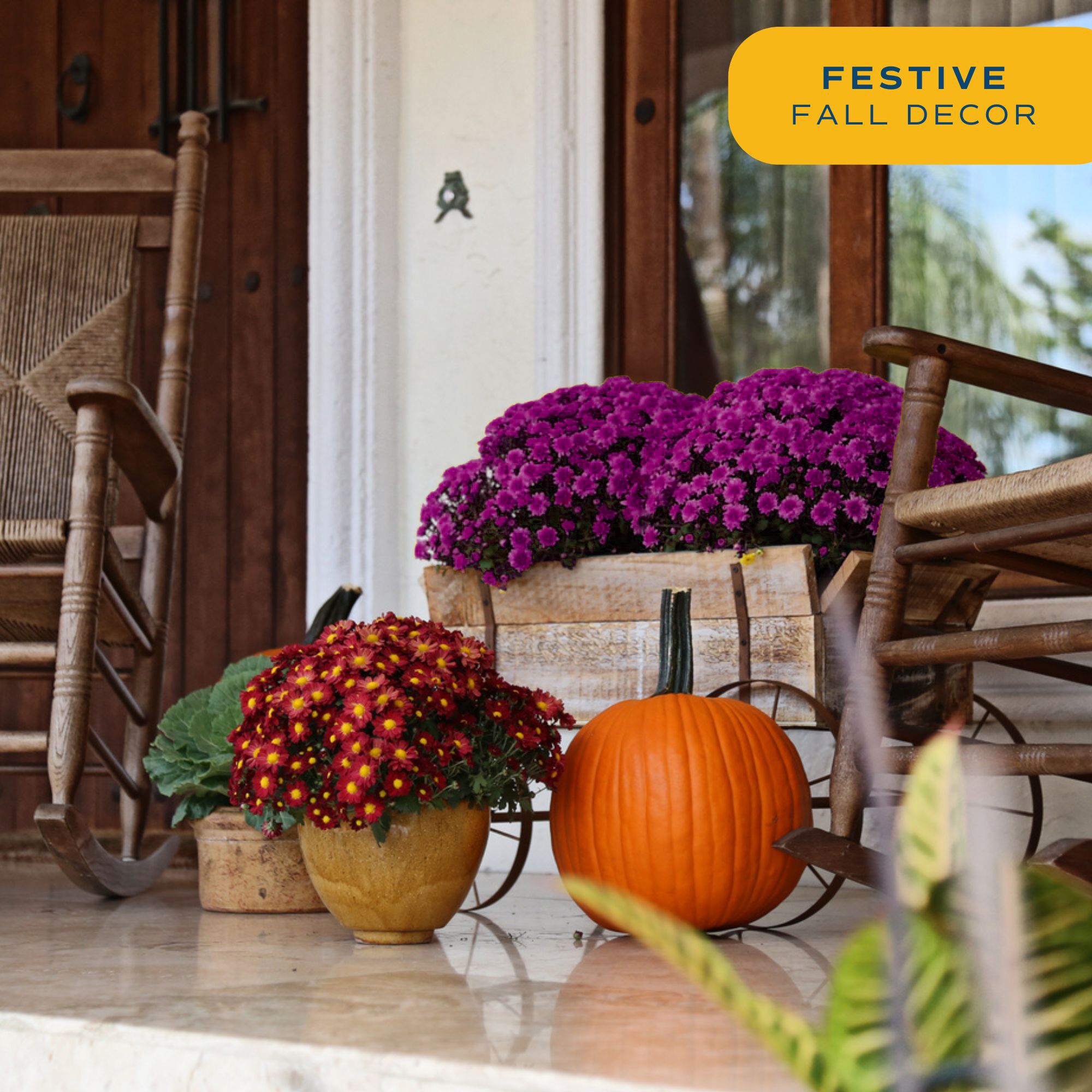 Costa Farms 1-Qt Purple Mums Chrysanthemum, Full Sun, Outdoor Live House Plants, Grow Pot 8-Pk