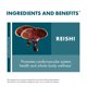 thumbnail image 4 of Cápsulas de reishi Supplement Host Defense 60 cápsulas, 4 of 9
