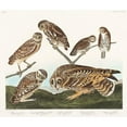 thumbnail image 2 of Audubon, John James 17x15 Gold Ornate Wood Framed with Double Matting Museum Art Print Titled - Burrowing Owl, Large-Headed Burrowing Owl, Little Night Owl, Columbian Owl and Short-cared Owl, 2 of 4