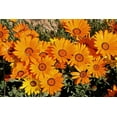 thumbnail image 5 of TomorrowSeeds - African Daisy Mix Seeds - 4500+ Count - For 2026 Planting Cape Marigold Rain, 5 of 9