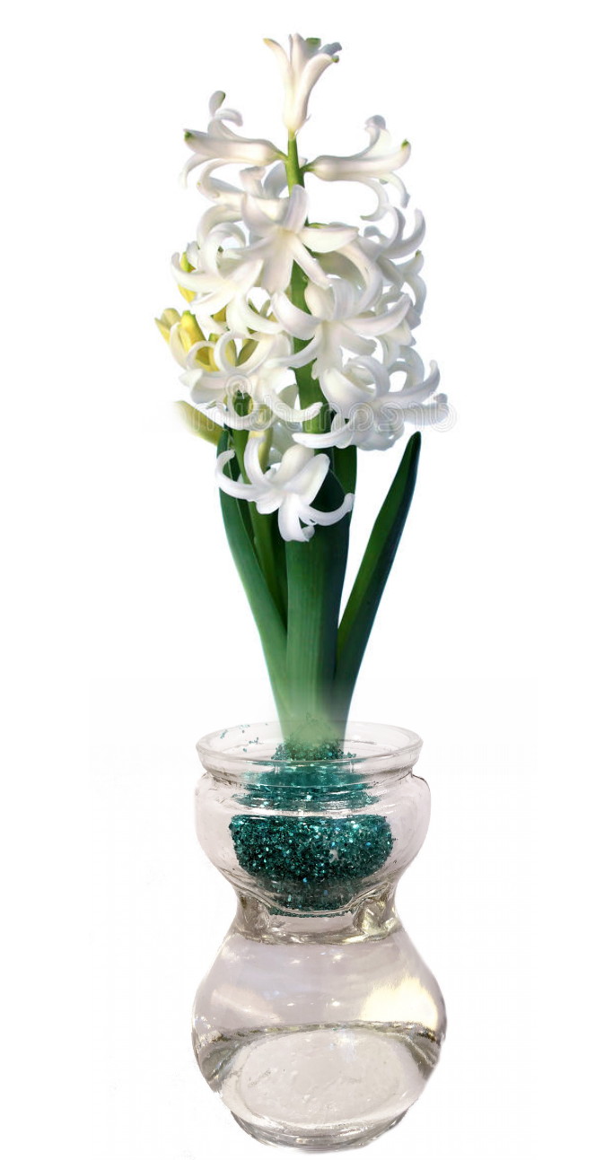 Teal Glitter Wax Hyacinth Bulb Clear Glass Hyacinth Vase Walmart