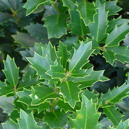 Ilex Oakland, (Ilex hybrid 'Magland' PP14417), Live Plant
