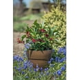 thumbnail image 2 of Bloomables® Star Flower Scorpio™ Illicium - Red Blooms - Live Plant - 1 Piece, 2 of 7