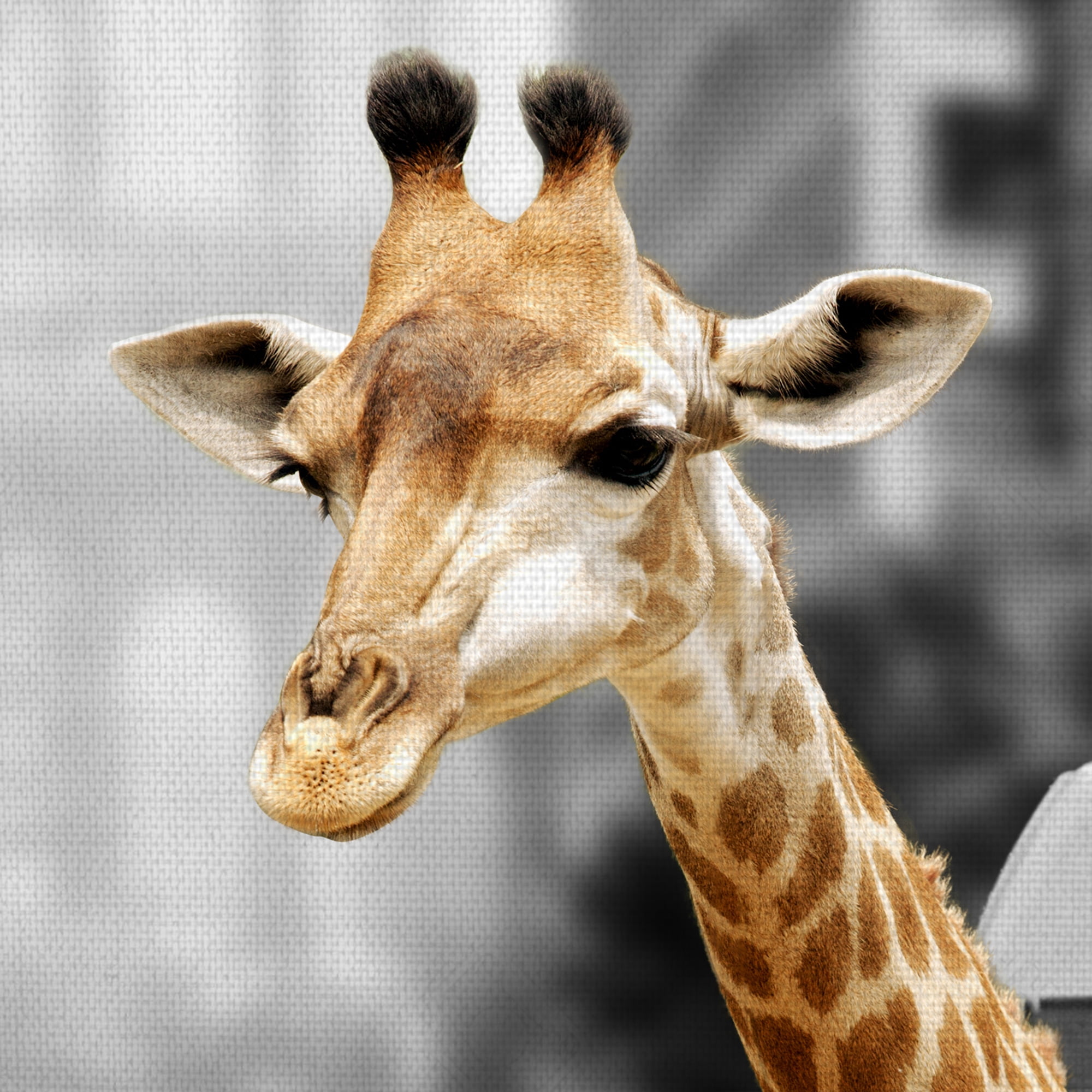 Masterpiece Art Gallery Urban Jungle Giraffe In Taxicab by Belle Maison Canvas Art Print 30" x 40"